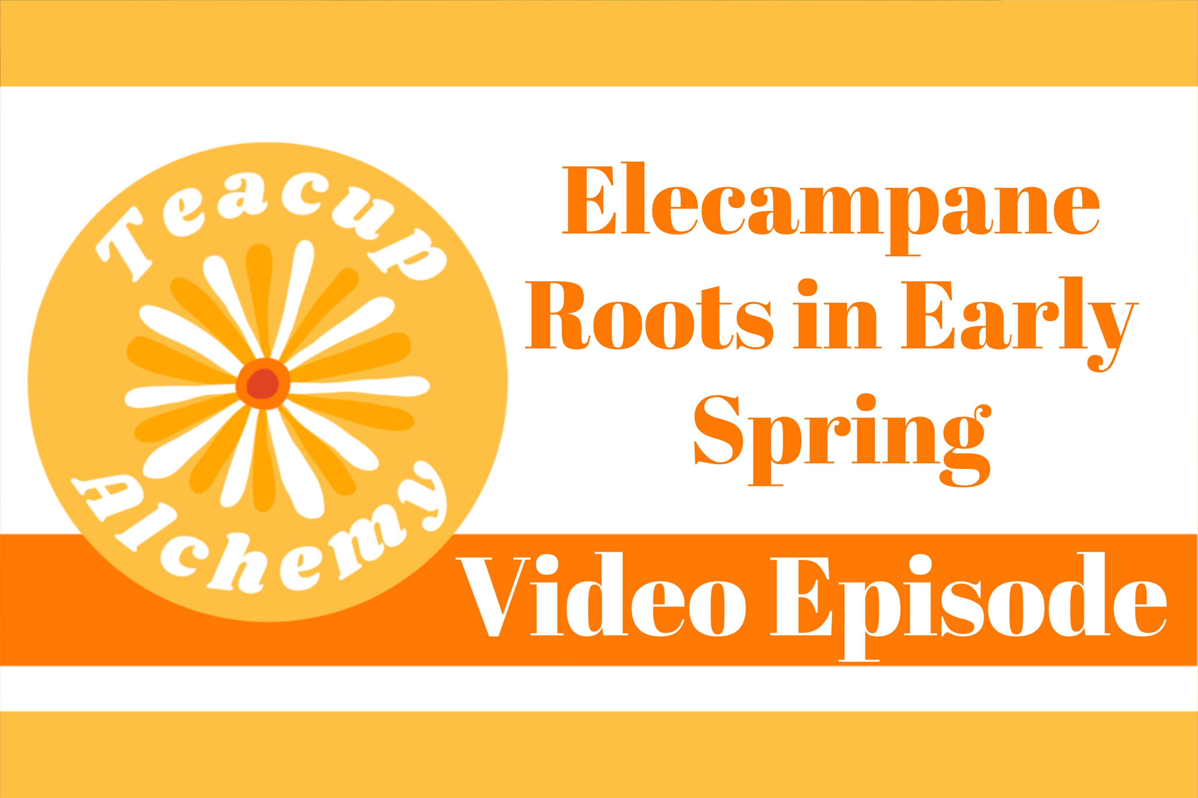 A Look at Elecampane Roots in Early Spring